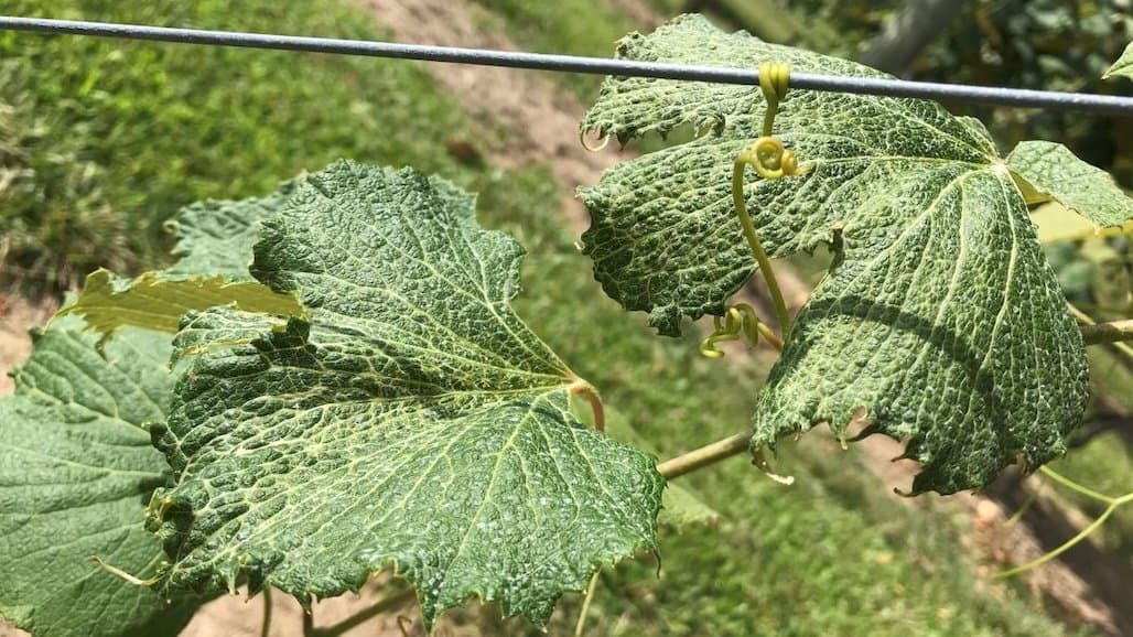 Herbicide Drift Injury is on the Rise