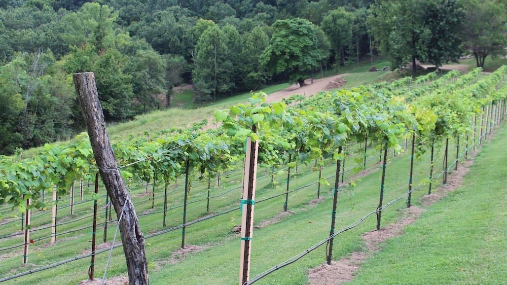 Grapevine Training in the Southeast
