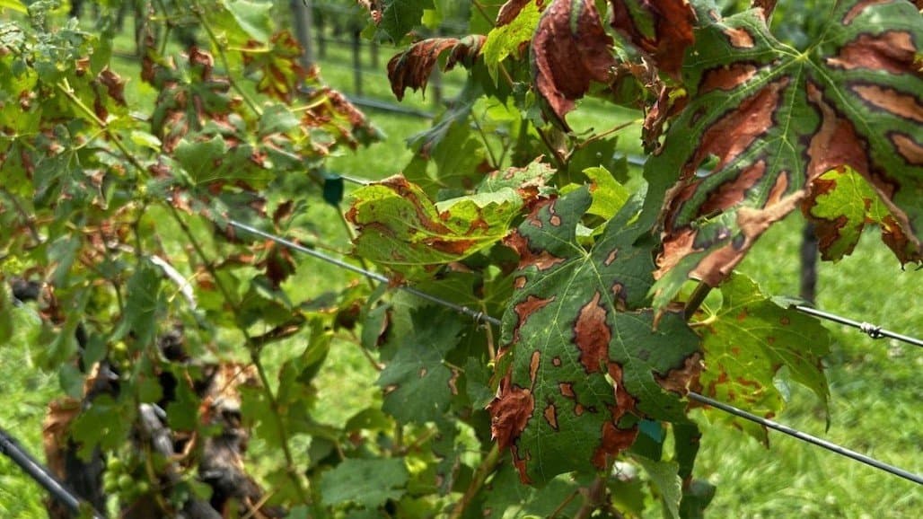 Got Pierce’s Disease?