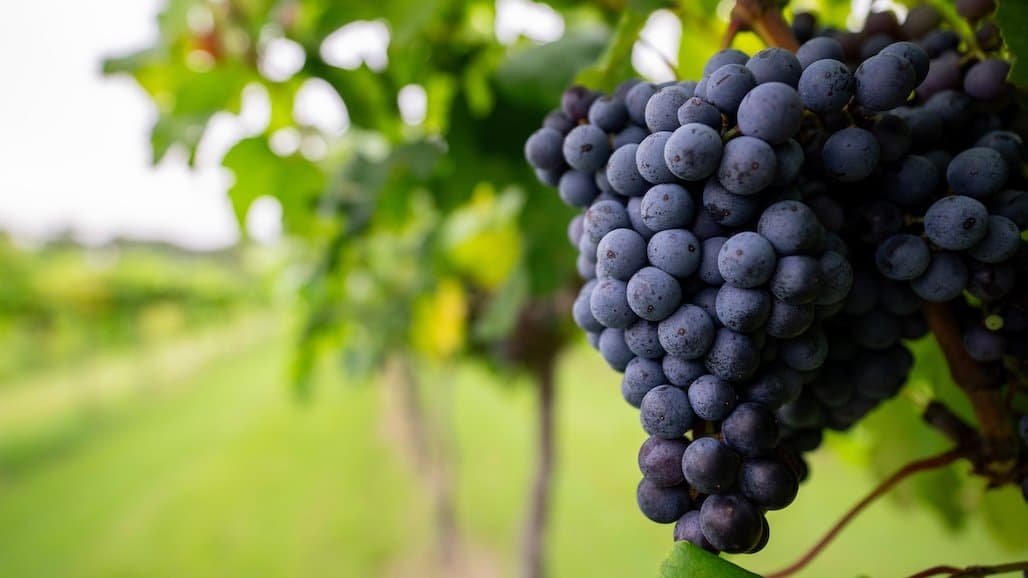 Texas Vineyards Report High-Quality Wine Grapes
