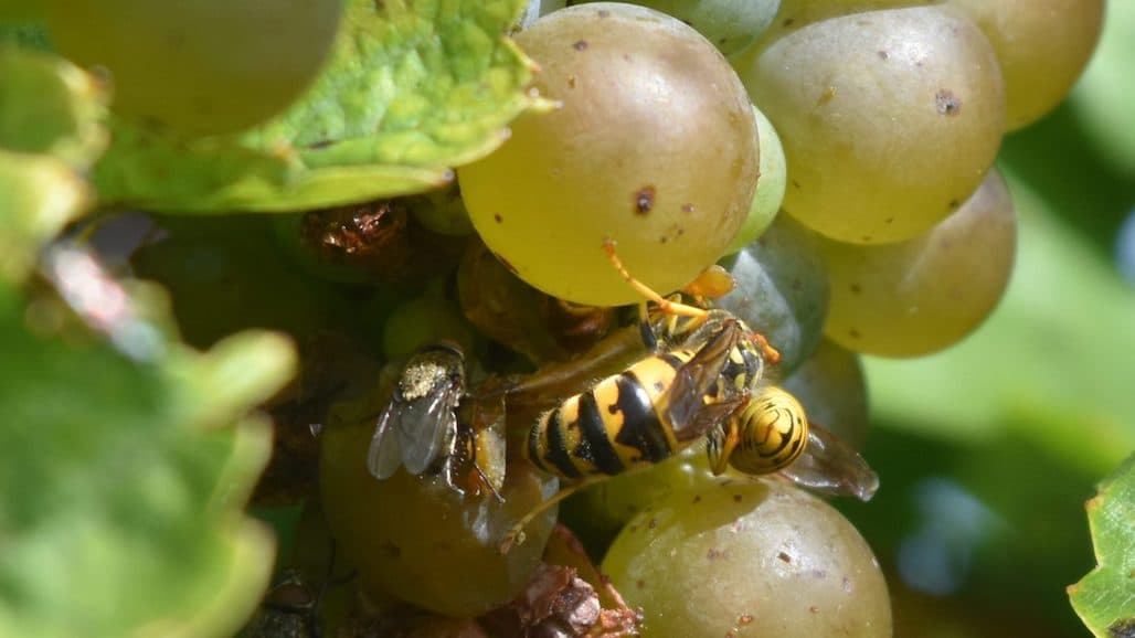 Occasional Insect Pests that Attack Damaged Berries in Minnesota Vineyards