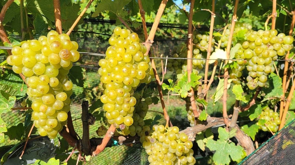 Rooted in Regenerative: Advanced Nutrition for Vineyard Resilience