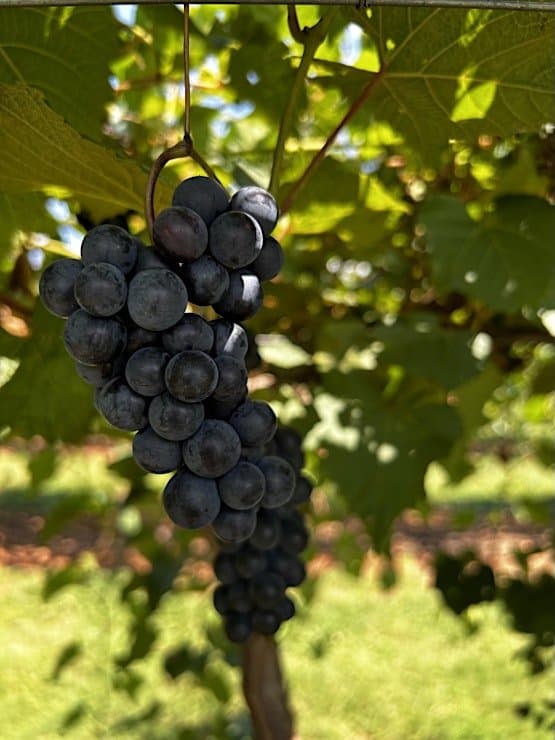 University of Georgia Grape Meeting in Dahlonega