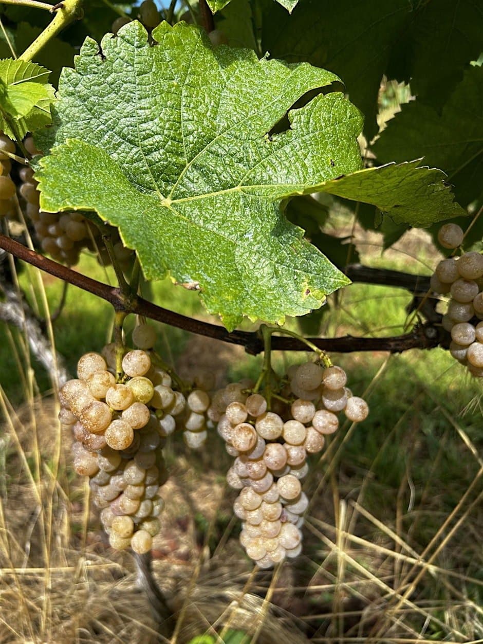 University of Georgia Grape Meeting in Ellijay
