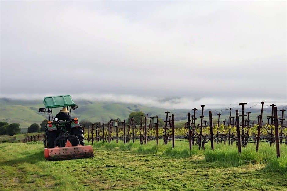 Growing Regenerative Viticulture