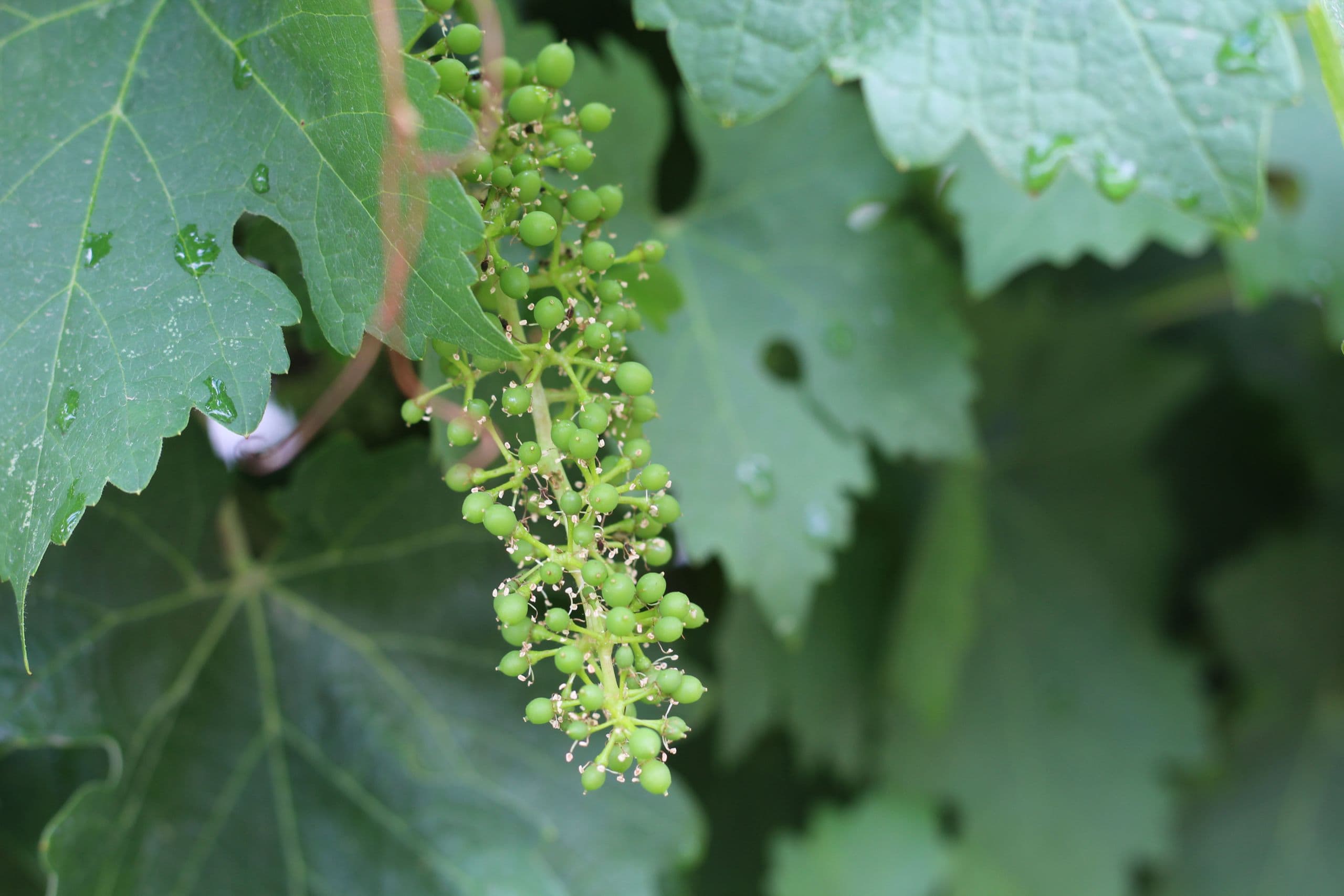 Cabernet Sauvignon’s 400 Year Memory Revealed
