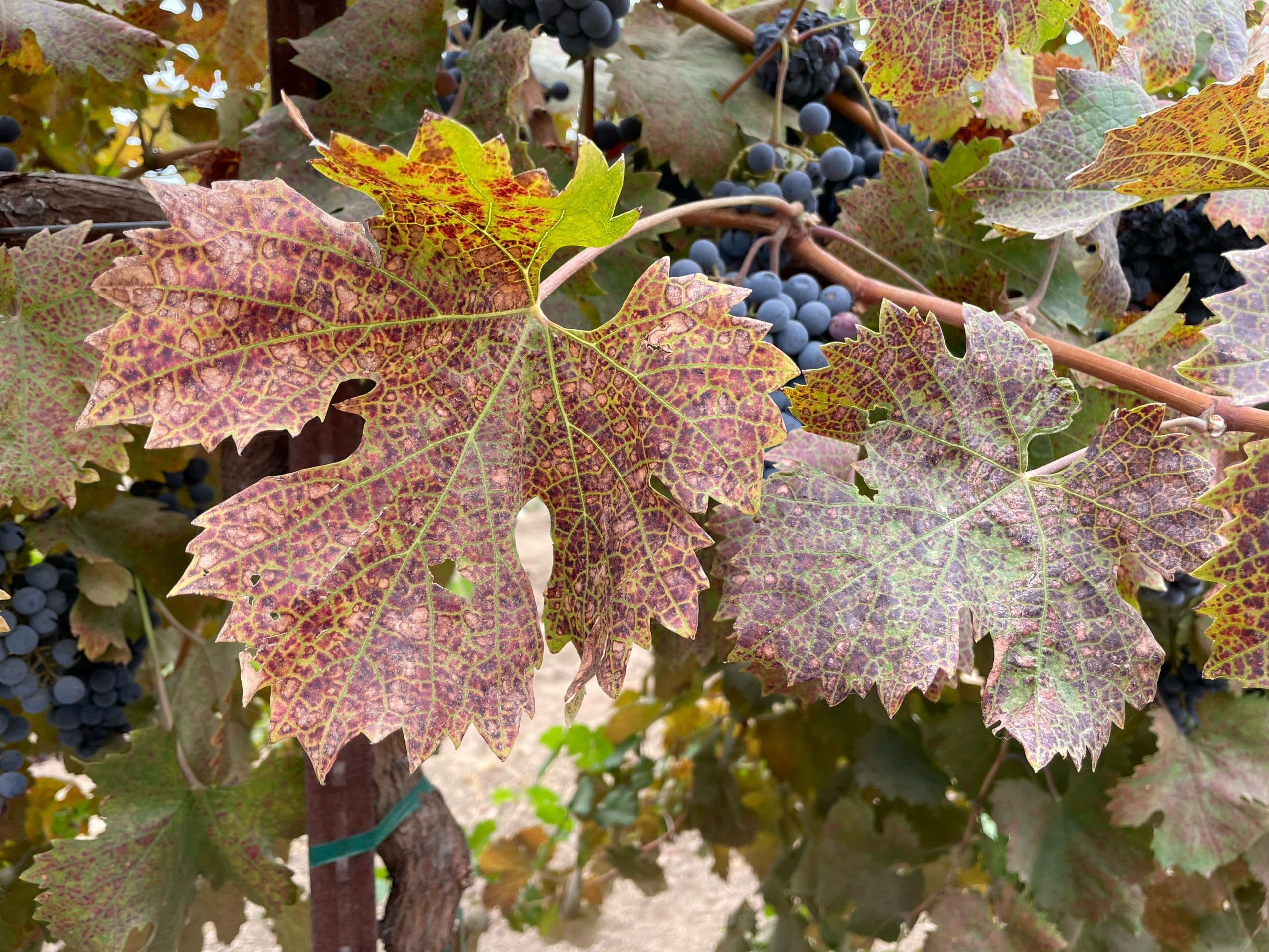 Southern Oregon Research & Extension Center Grape Disease Workshop