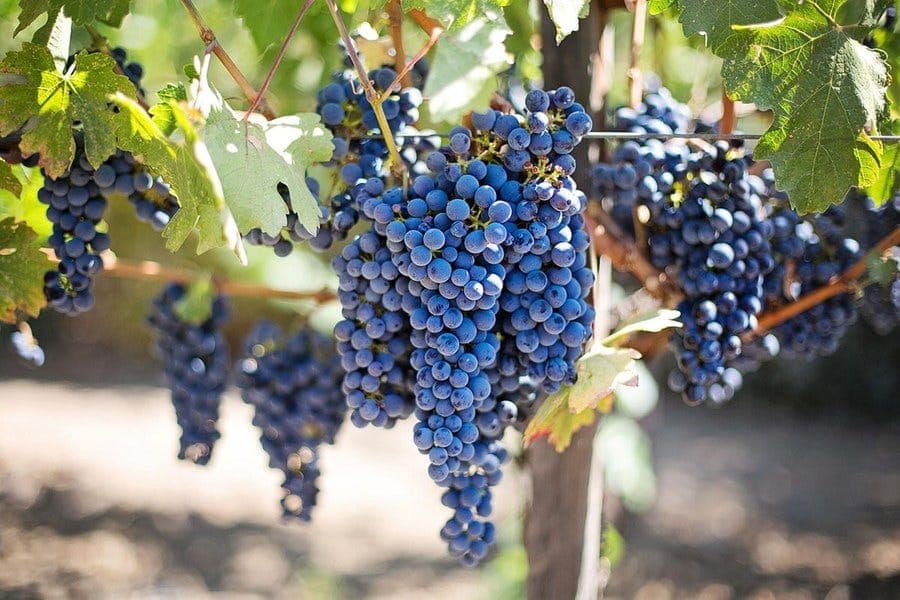 Advancements in Grapevine Nutrition Webinar