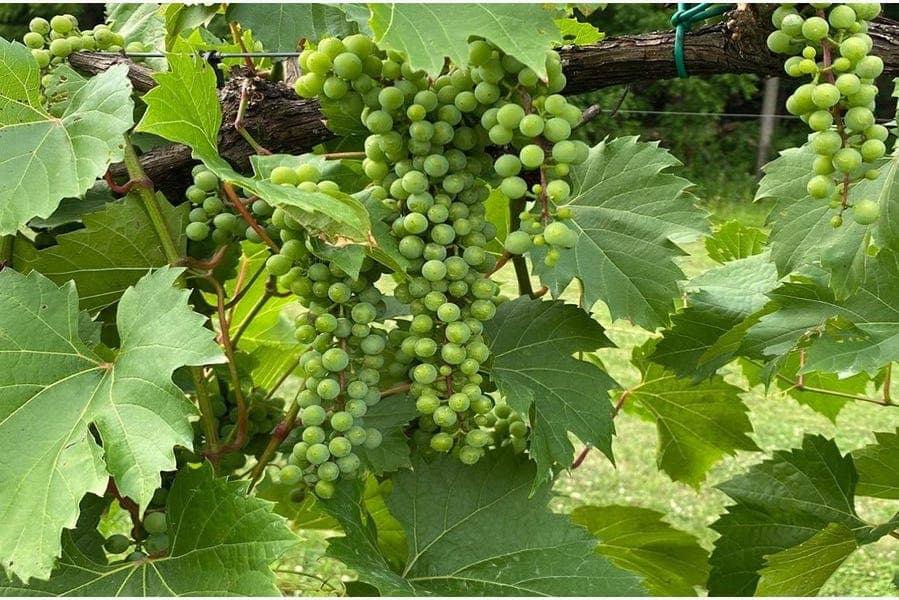 The Future of Grapevine Disease Management Webinar
