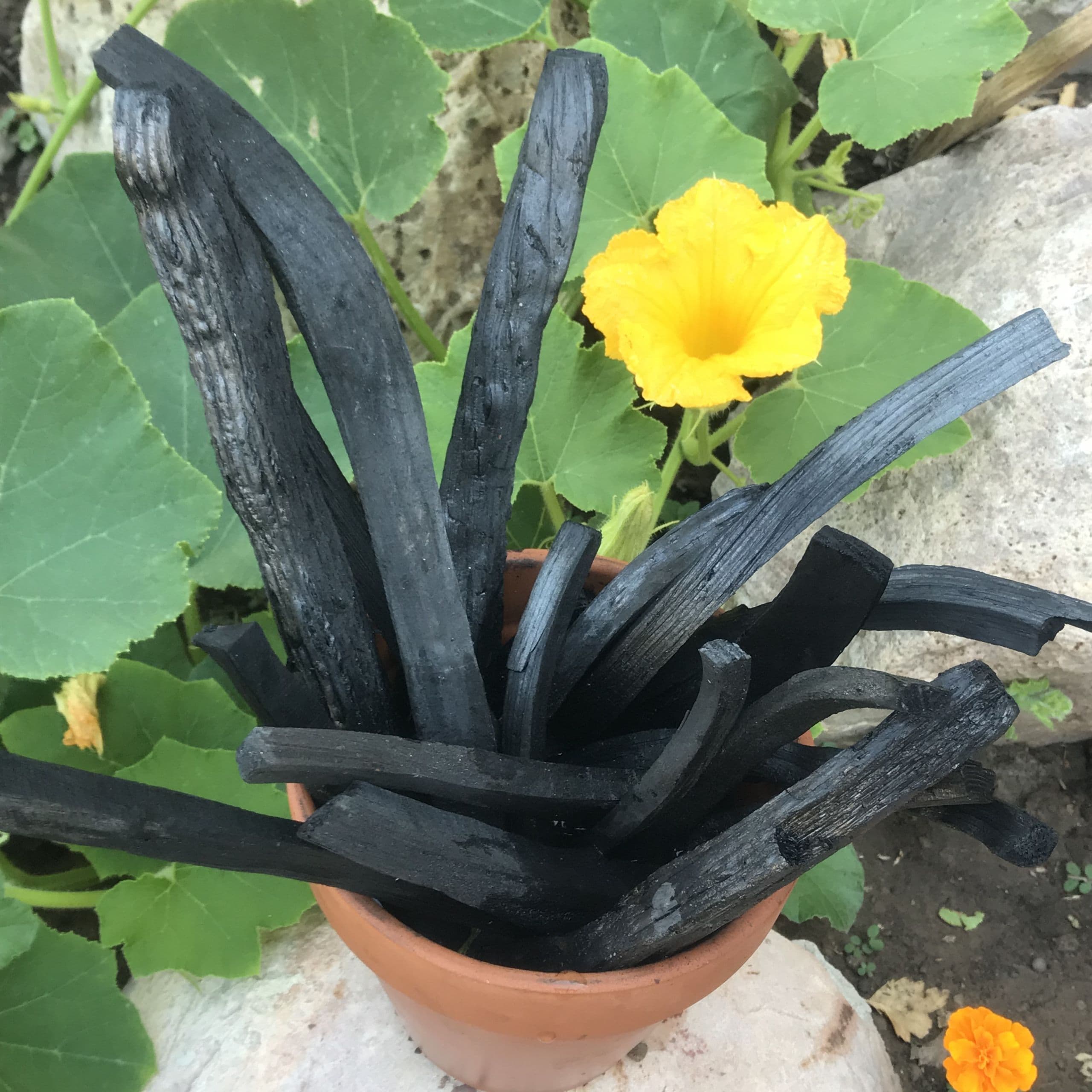 Growing with Biochar