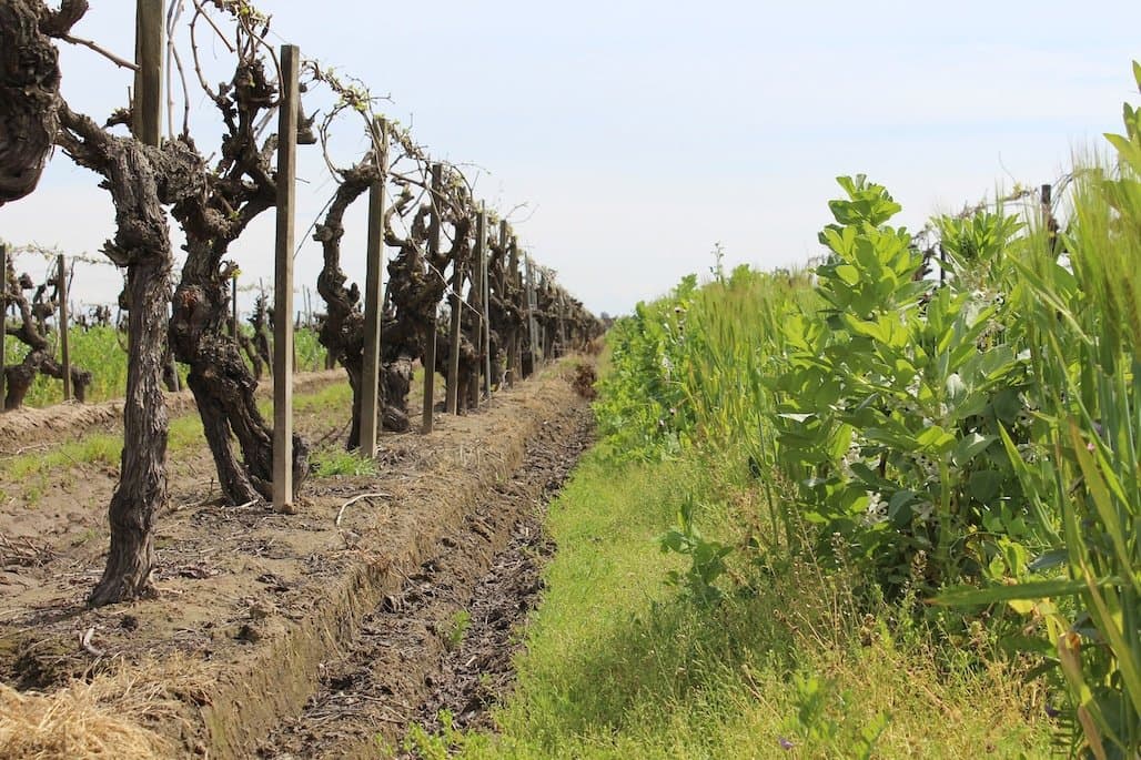 California Plant & Soil Conference to Convene in Visalia this February