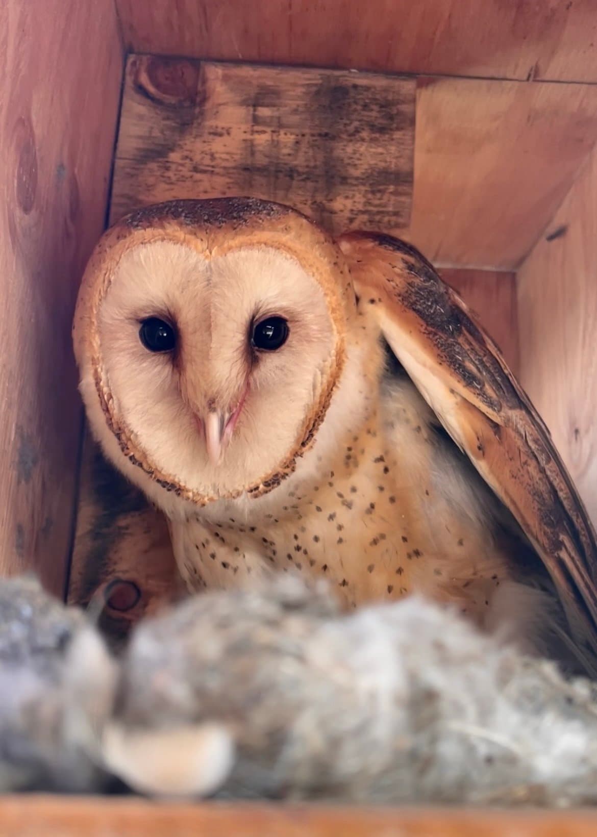 Webinar: Owl Boxes for Beginners