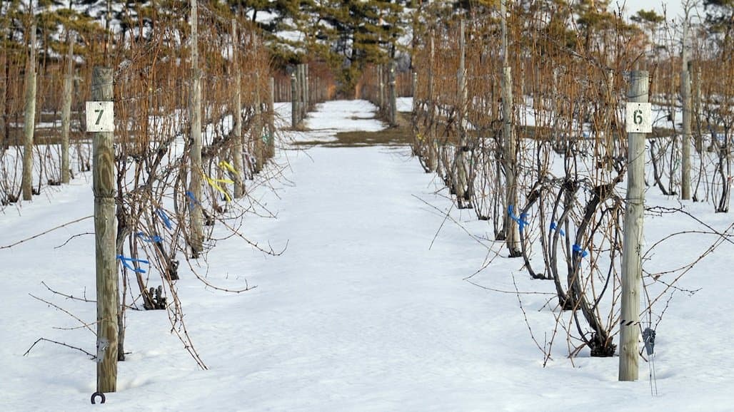 Vineyard Cold Hardiness Risk Assessment Tool (ColdSnap)