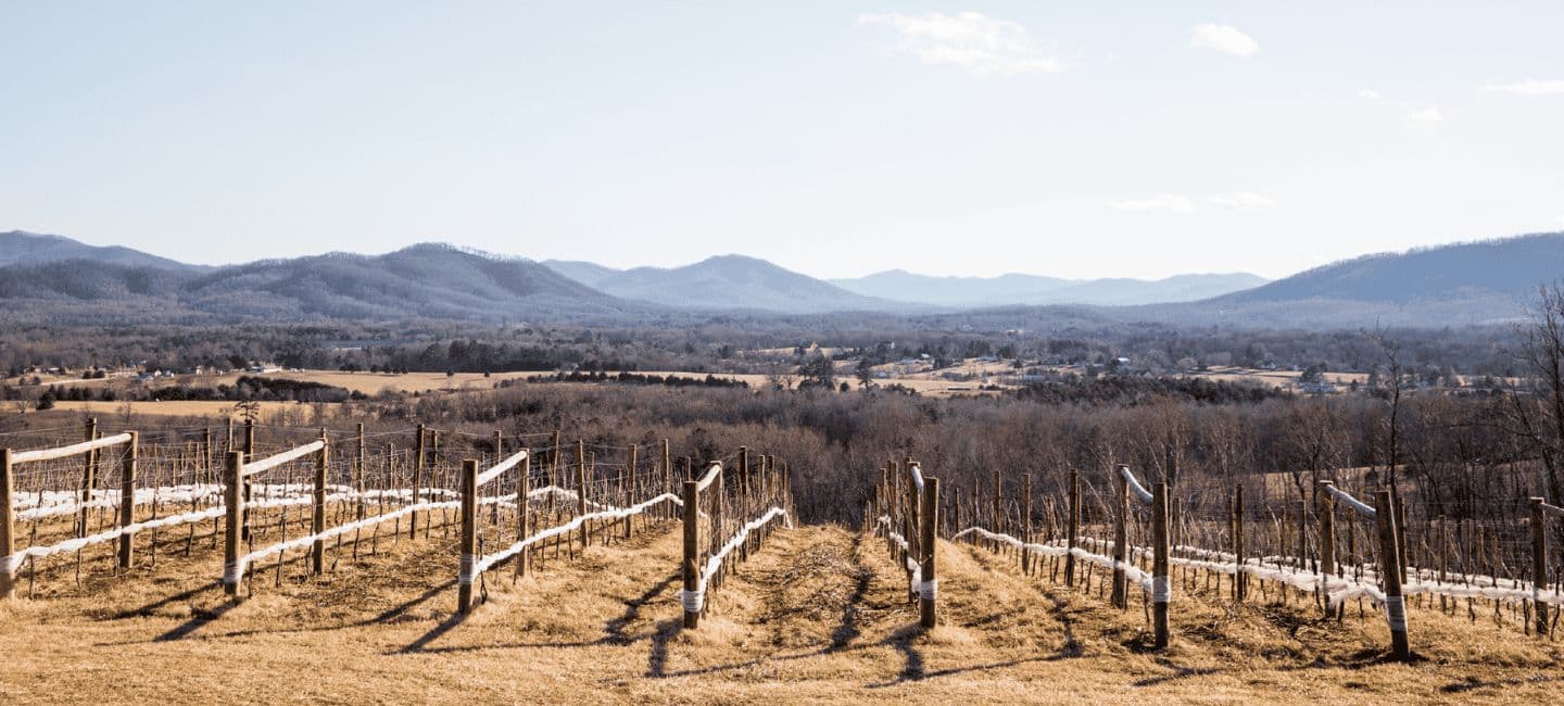 Pruning Workshop with Vineyard Manager Bill Tonkins