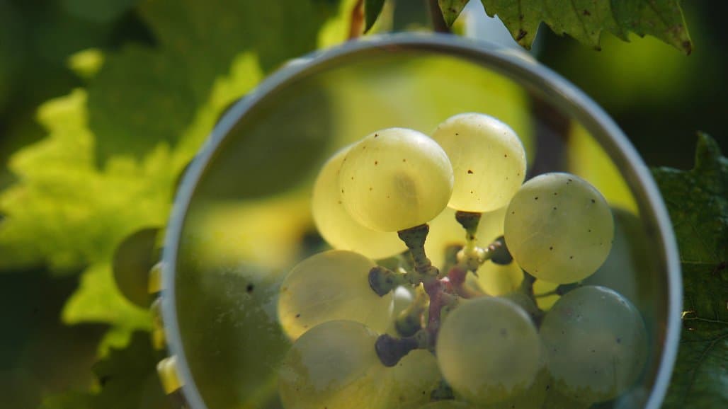 RNA Biopesticide with Nanomaterials May Solve Grapevine Red Blotch Issues