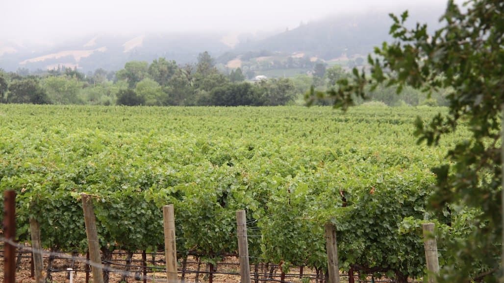 Vineyard Nutrition Symposium: From Sensing to Sensory
