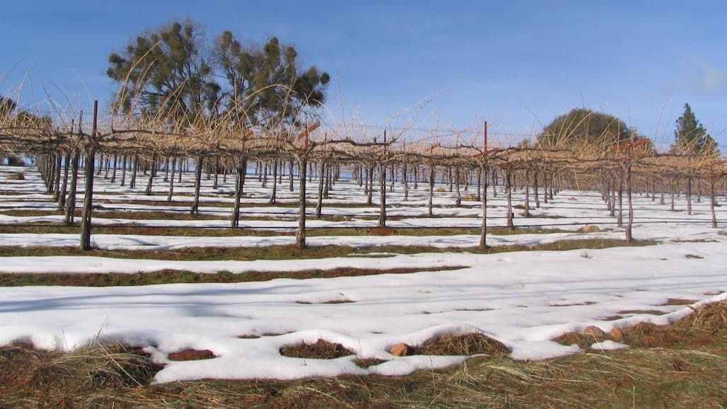Rethinking Cold-Climate Vineyard Management through Grower-Driven Innovation