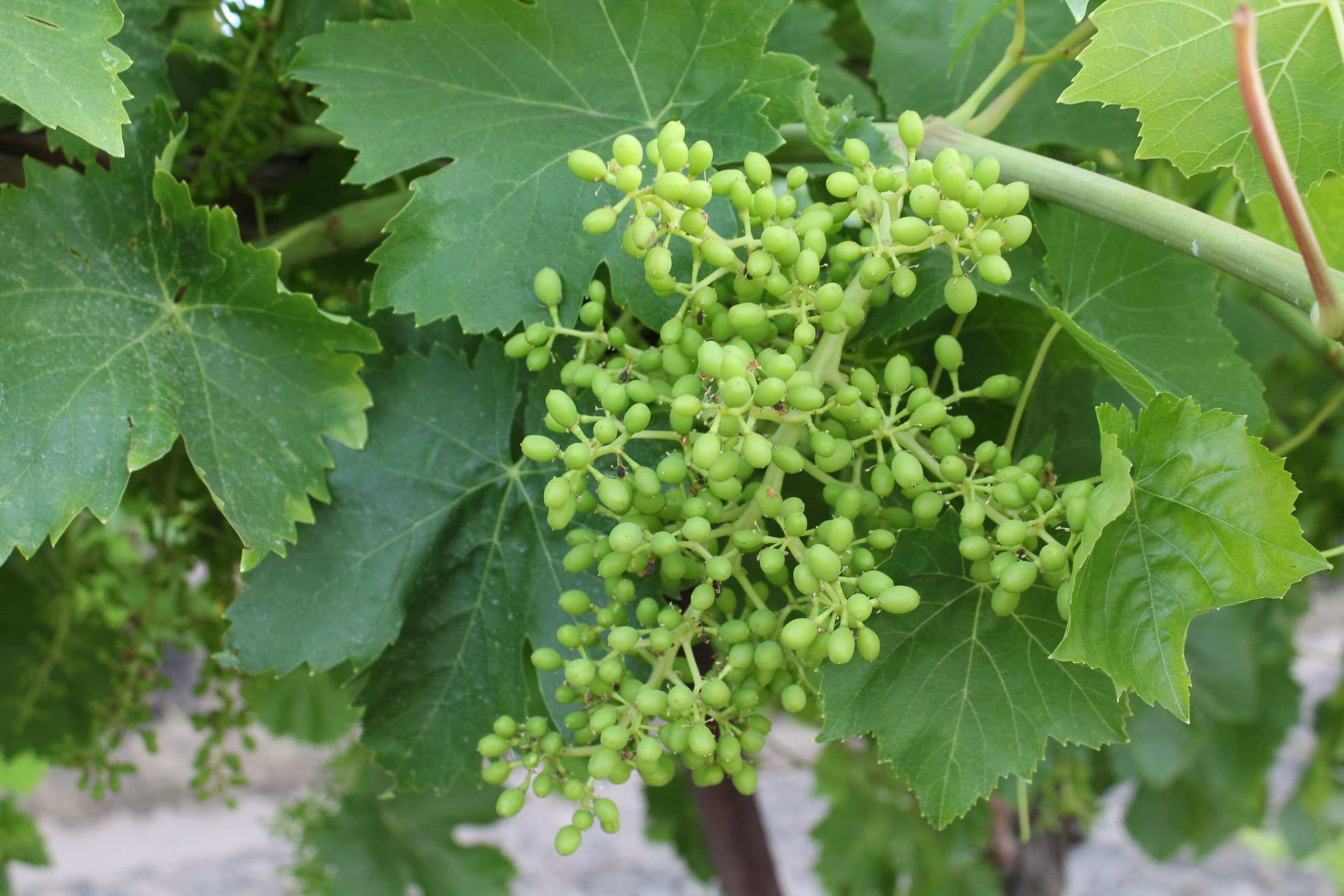 Post-Winter Freeze: Pruning and Vineyard Recovery