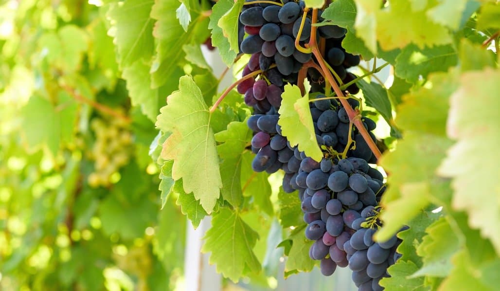 Specialty Crops Acreage Reporting Deadline Approaching