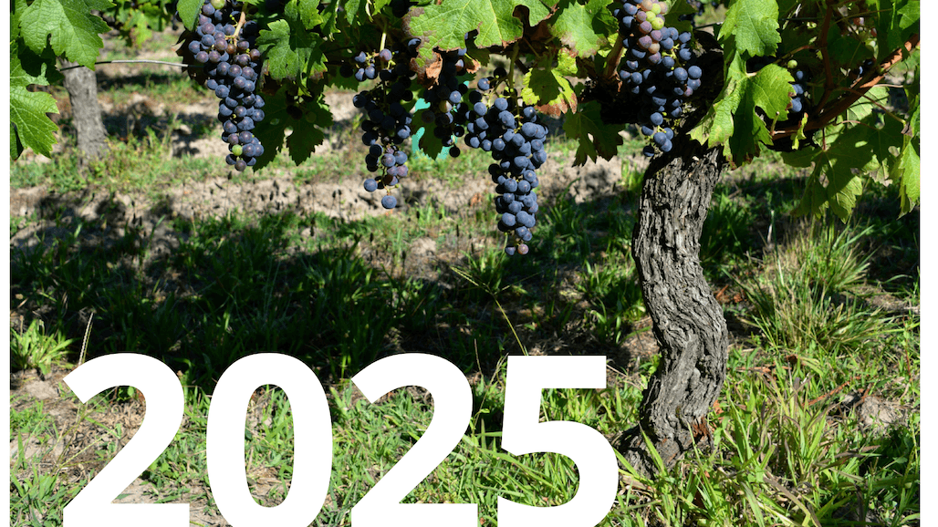 2025 California Grape Crush Report Reveals Further Drop