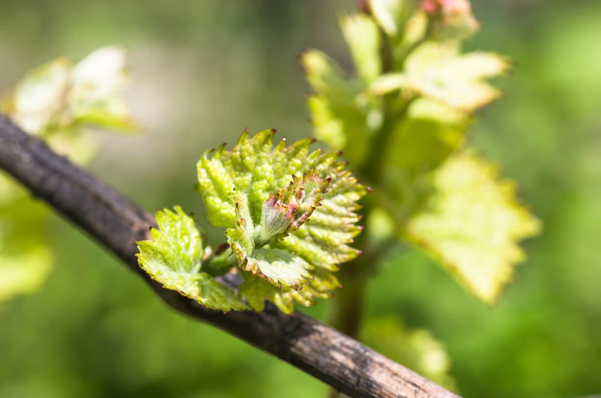 Member Field Day at Brickhaven Vineyard