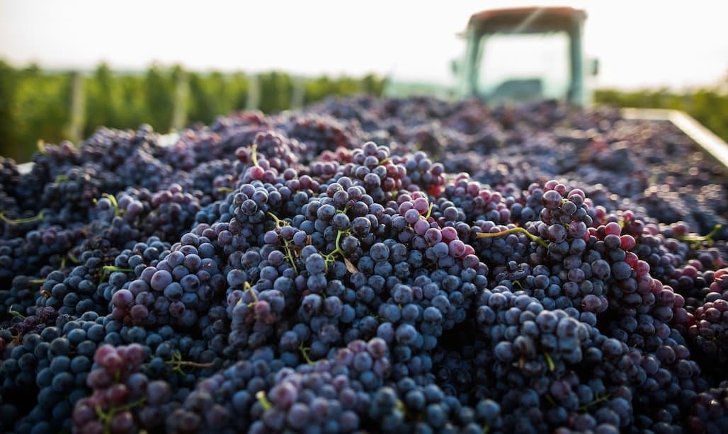 Committee Advances Wine Labeling Legislation