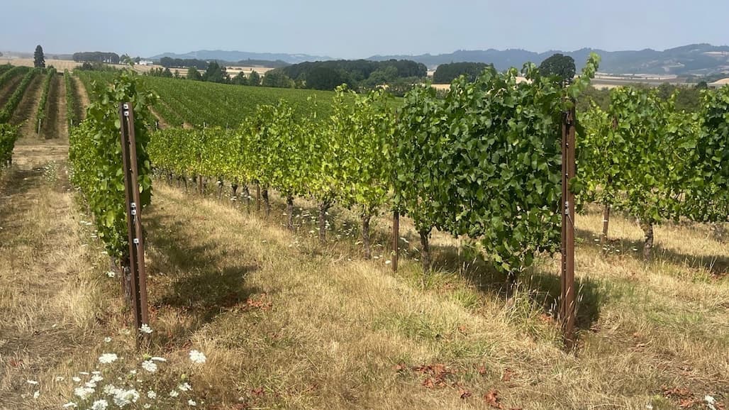 Updated Vineyard Enterprise Budgets Available