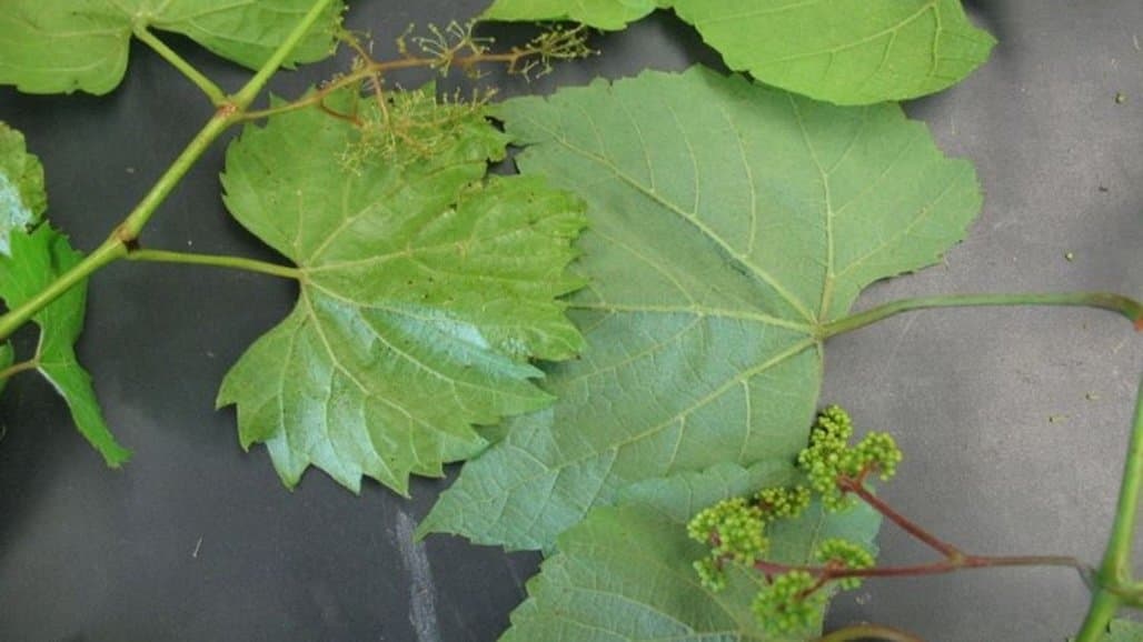 Michigan State Releases Grape Report