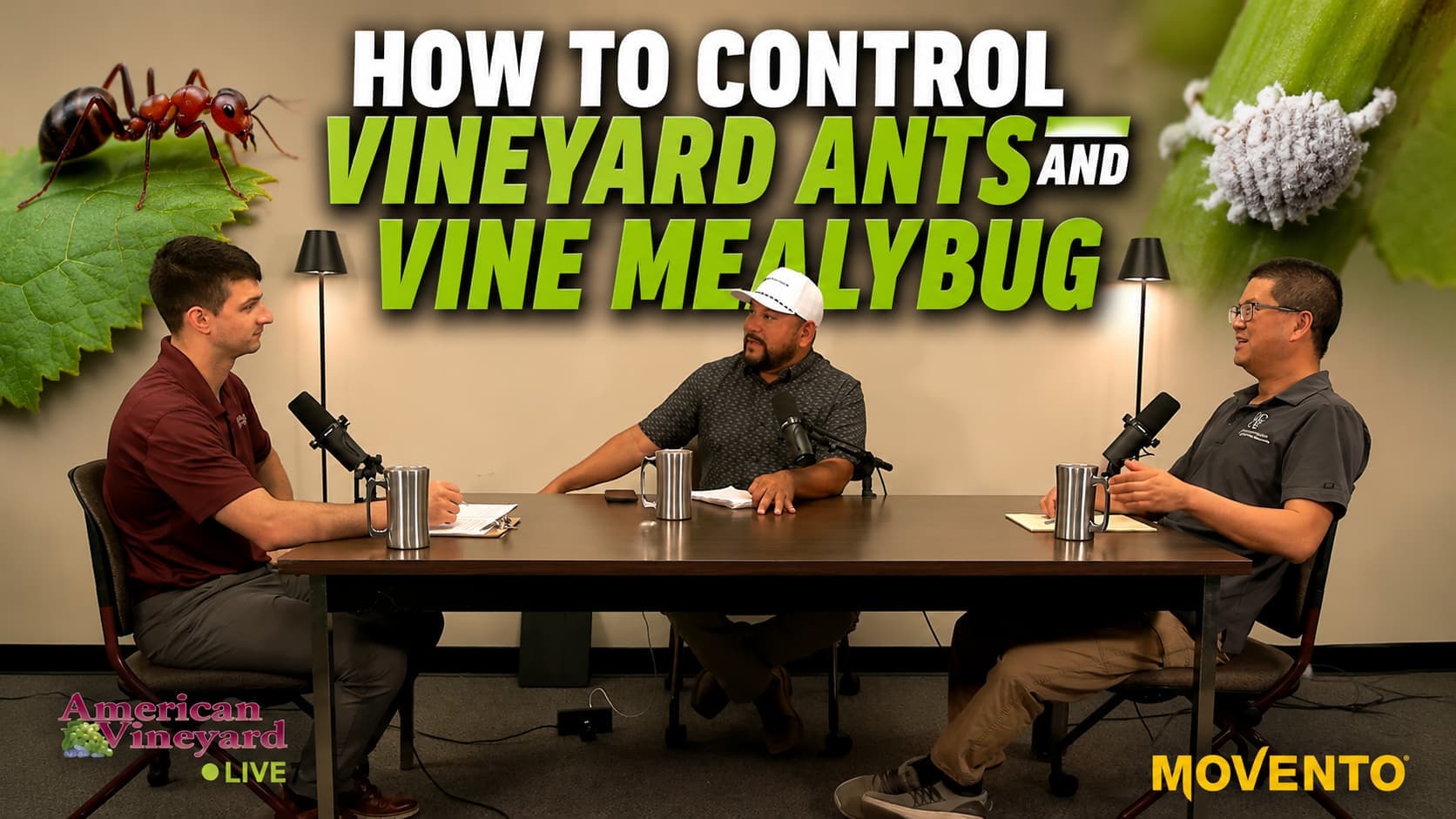How to Control Vineyard Ants and Vine Mealybug