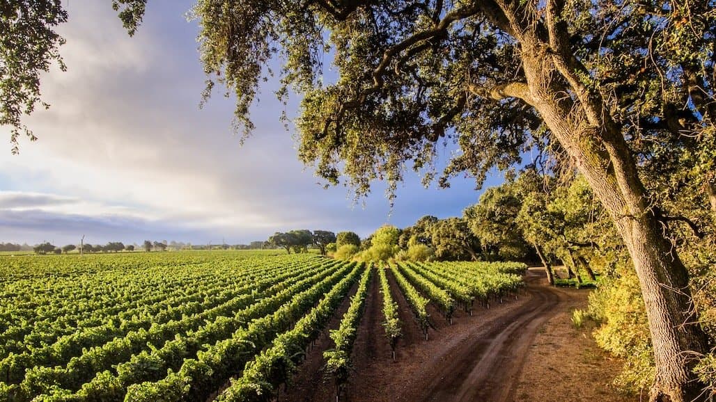 Sustainability Implemented at Scale Across CA Wine Sector