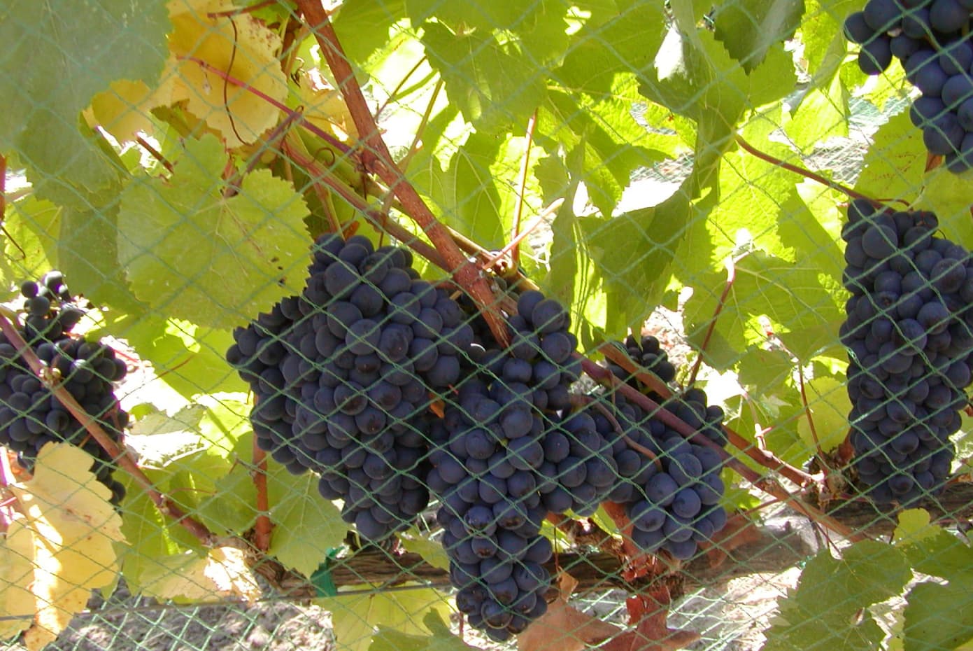 Small Business Administration Roundtable: Federal Regulations Impacting Ca Winegrape Growers