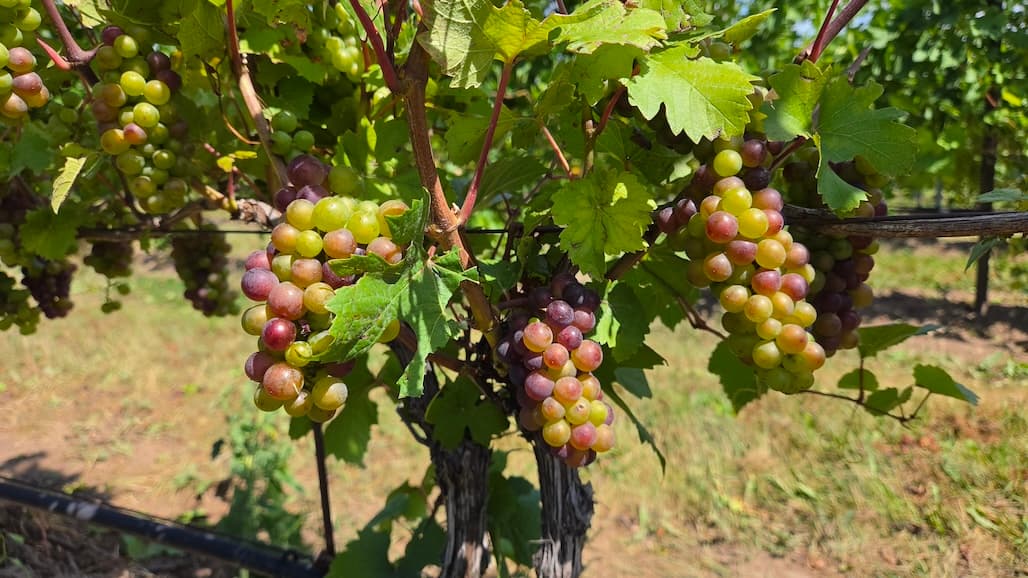 Michigan grape scouting report