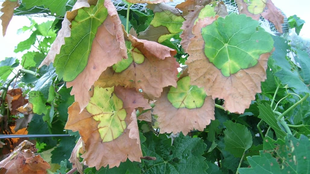 Pierce’s Disease
