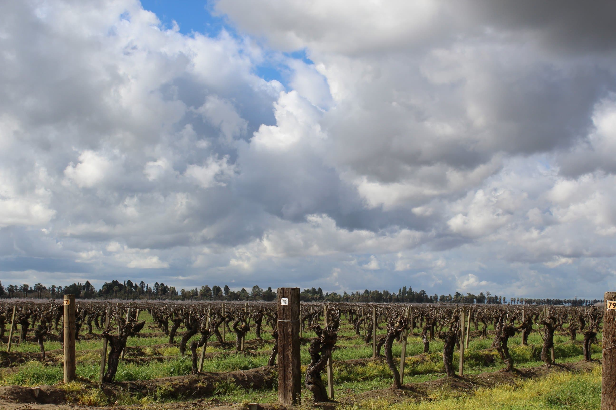 How Inconsistent Weather can Make Mealybug Management More Difficult
