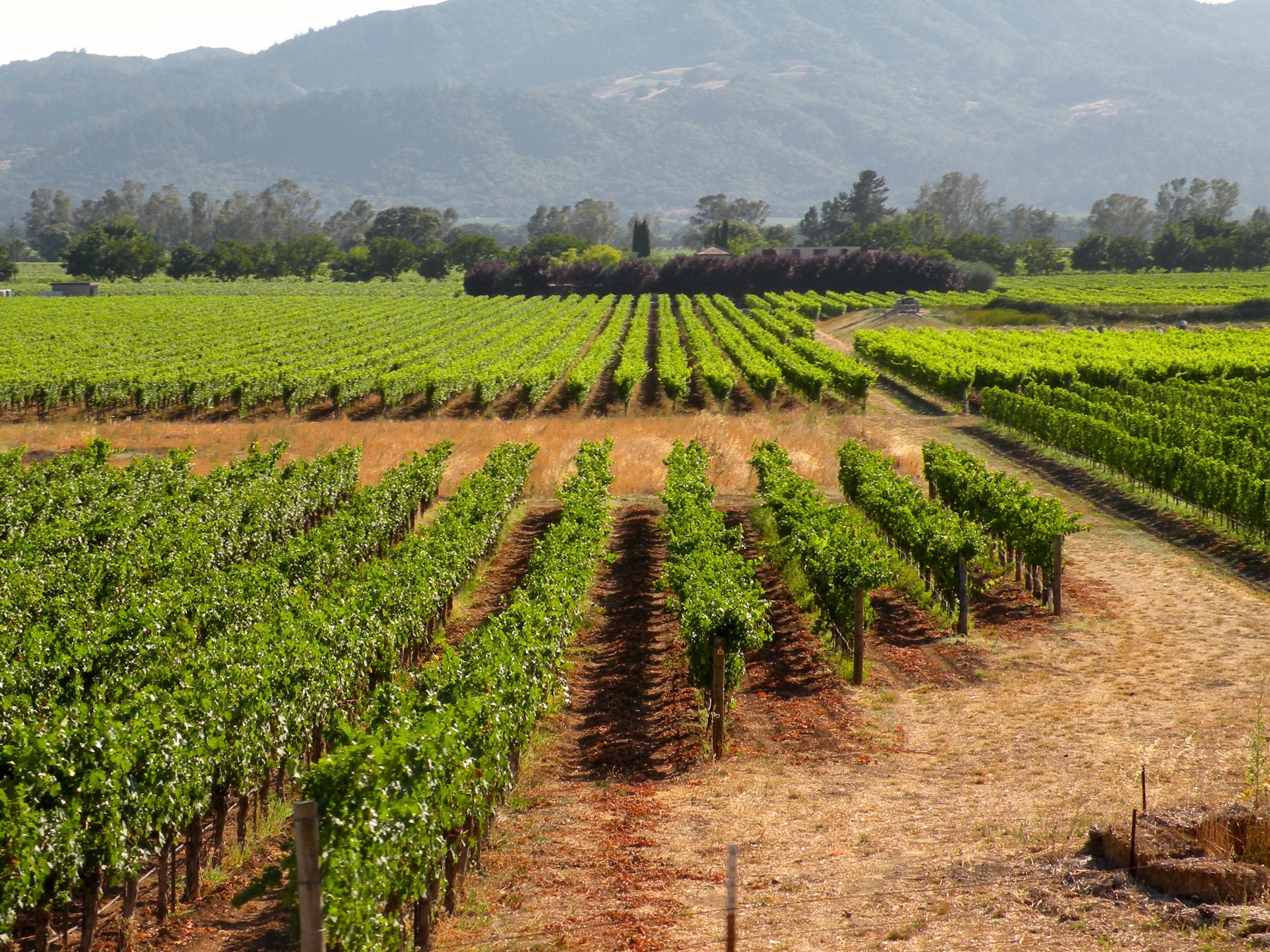 California Grape Acreage Report 2018 Summary