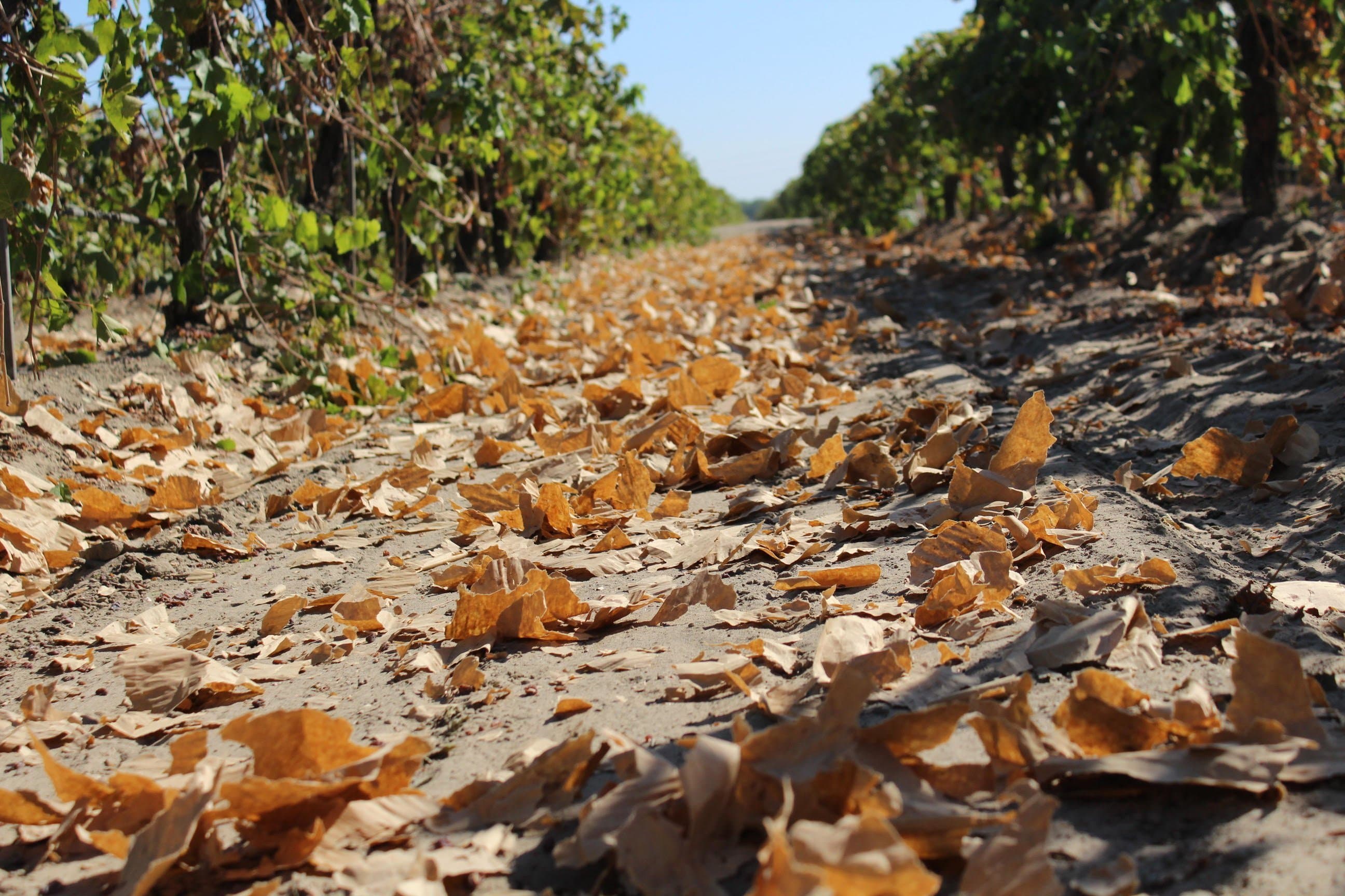 2018 California Raisin Grape Mechanical Harvest Report