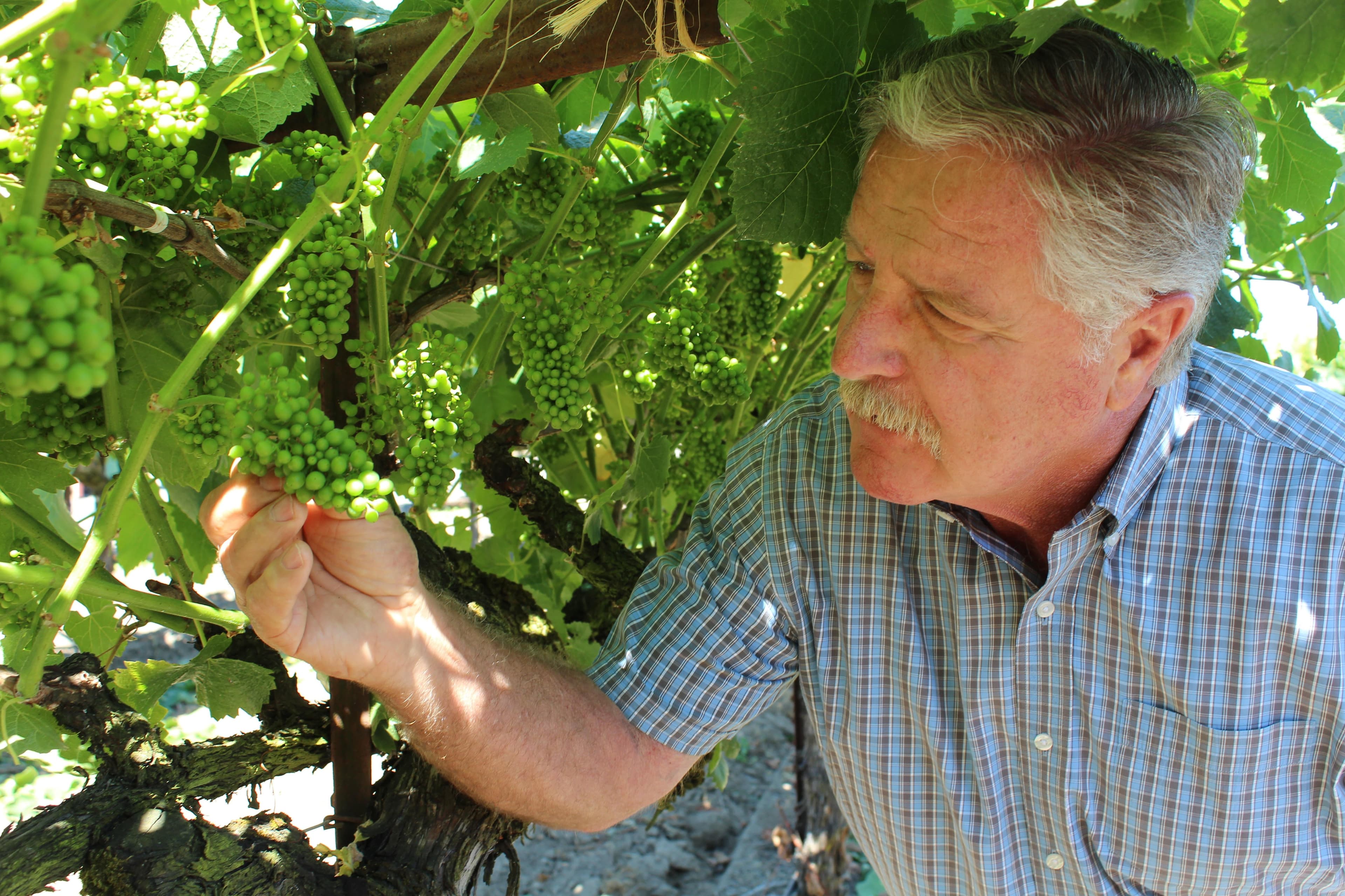 Sonoma County Winegrowers Share Early Outlook on 2019 Harvest Crop Expected