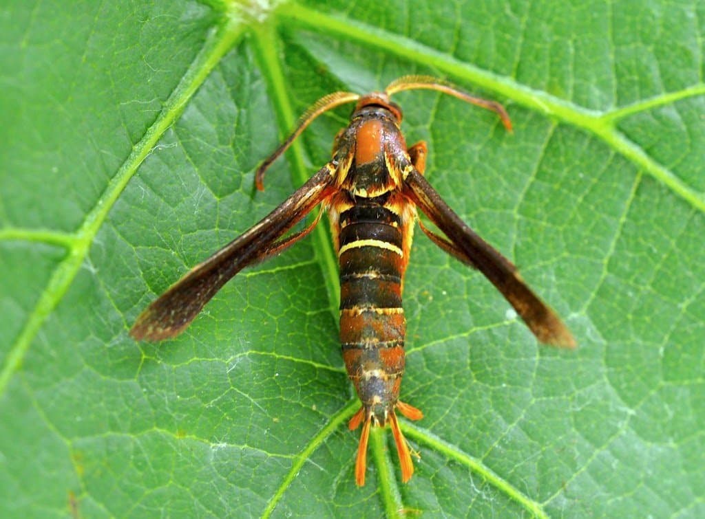 Grape Root Borer has Been Detected in North Georgia