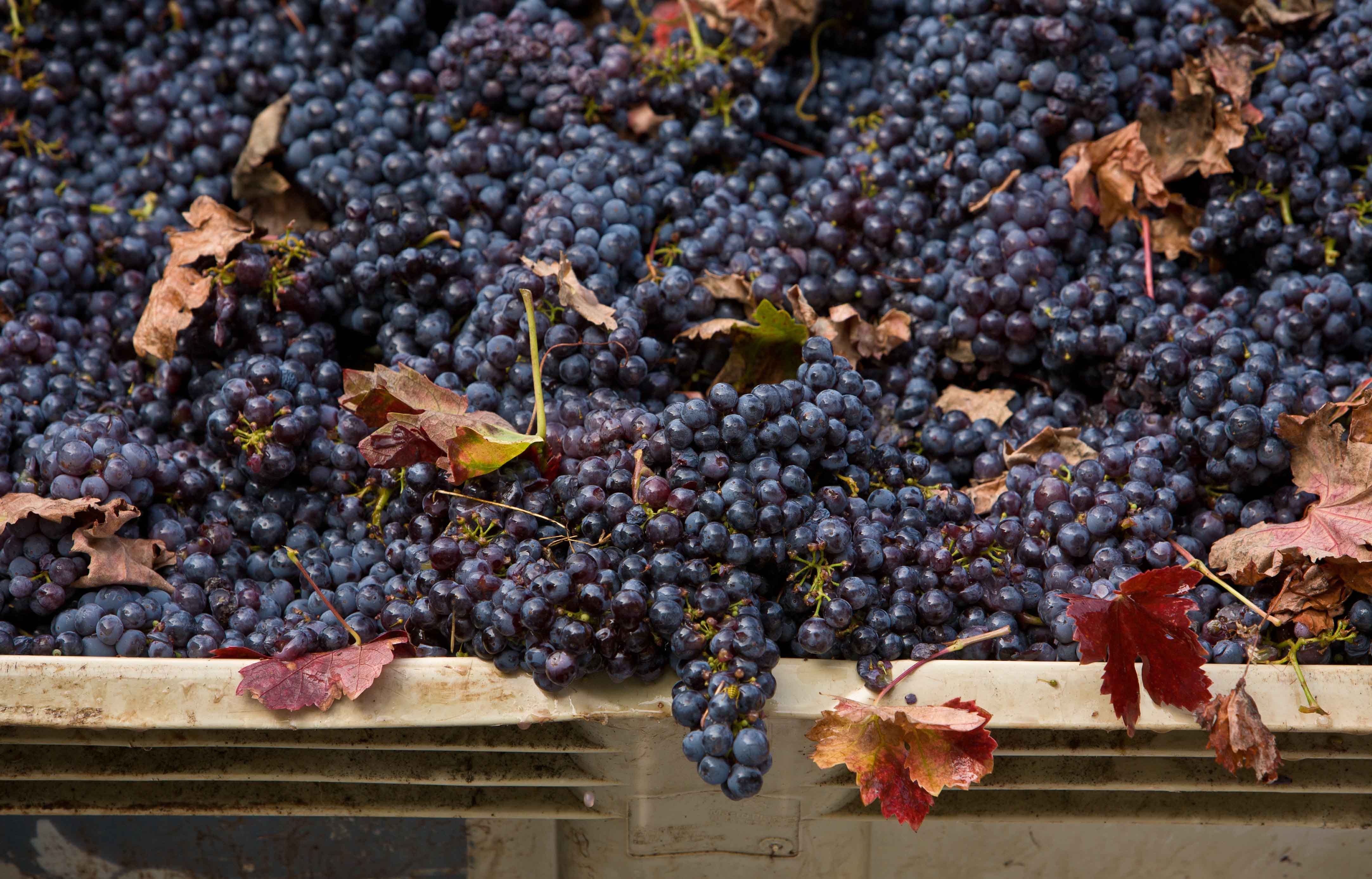 Improving the Accuracy of your Pre-Fermentation Adjustments