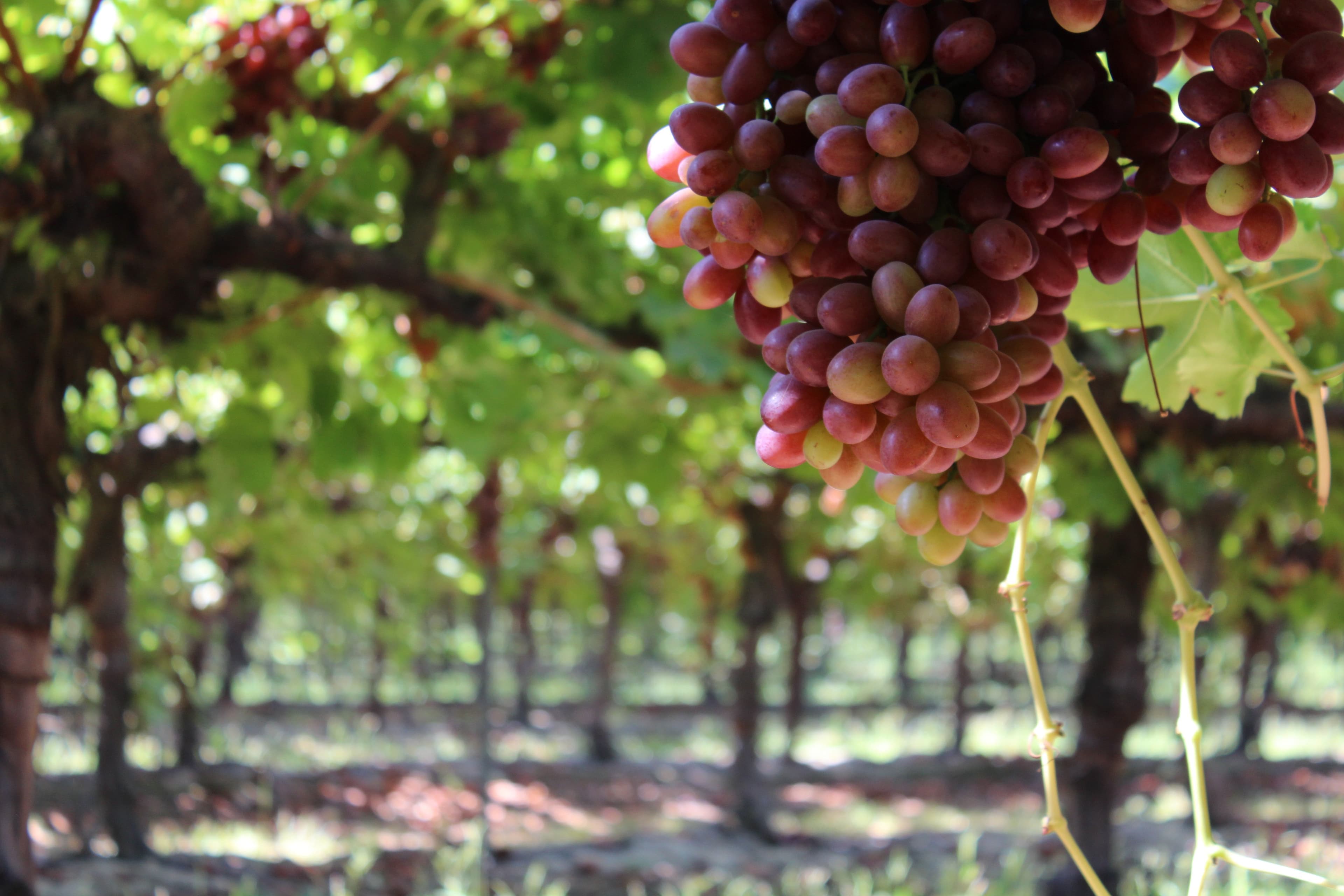 Normal Volume Projected for CA Table Grape Crop, Supplies into January