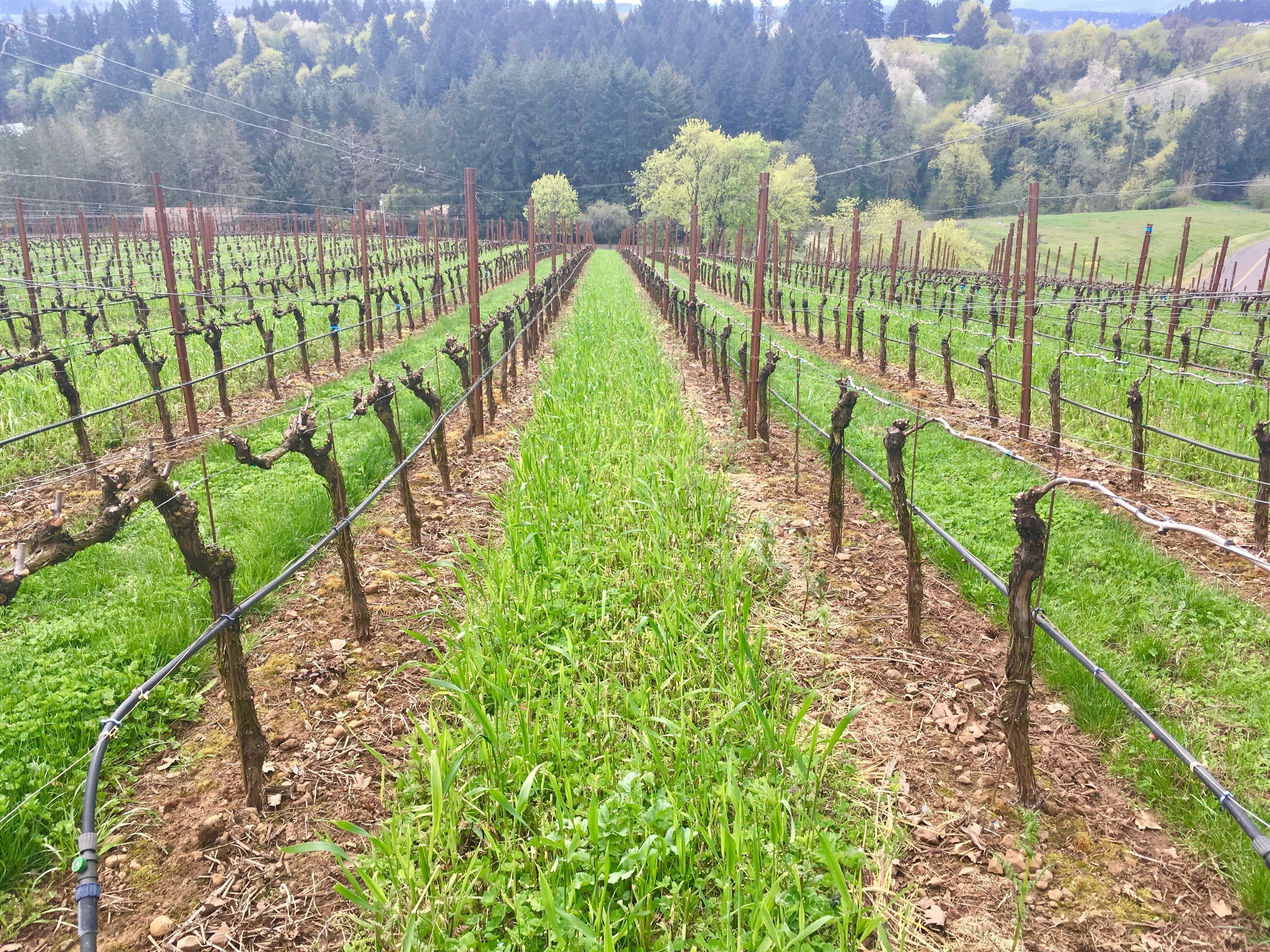 Spur Pruning Pinot Noir Vineyards Without Losing Crop Yield