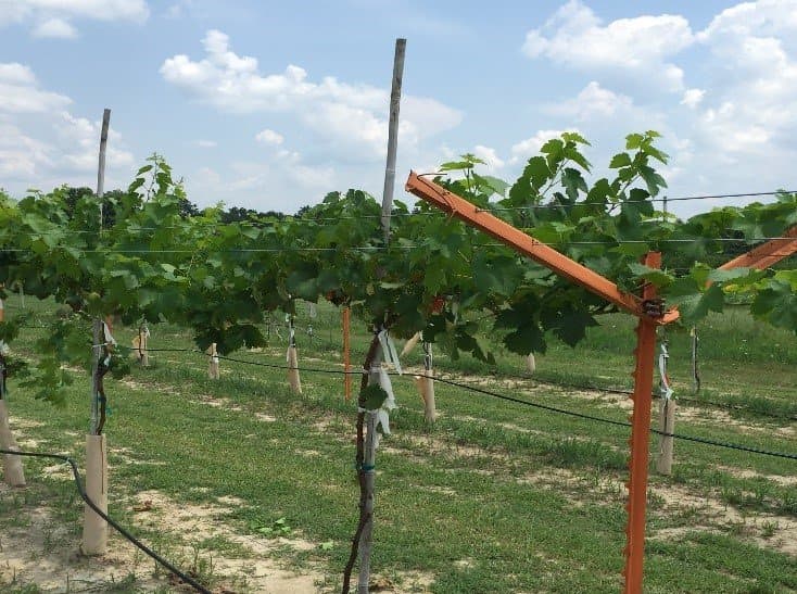 Pierce’s Disease Resistant European Grape Trained to Watson System in Alabama