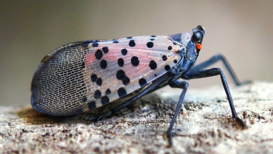 PD/GWSS Board Designates Spotted Lanternfly as a Pest of Winegrapes