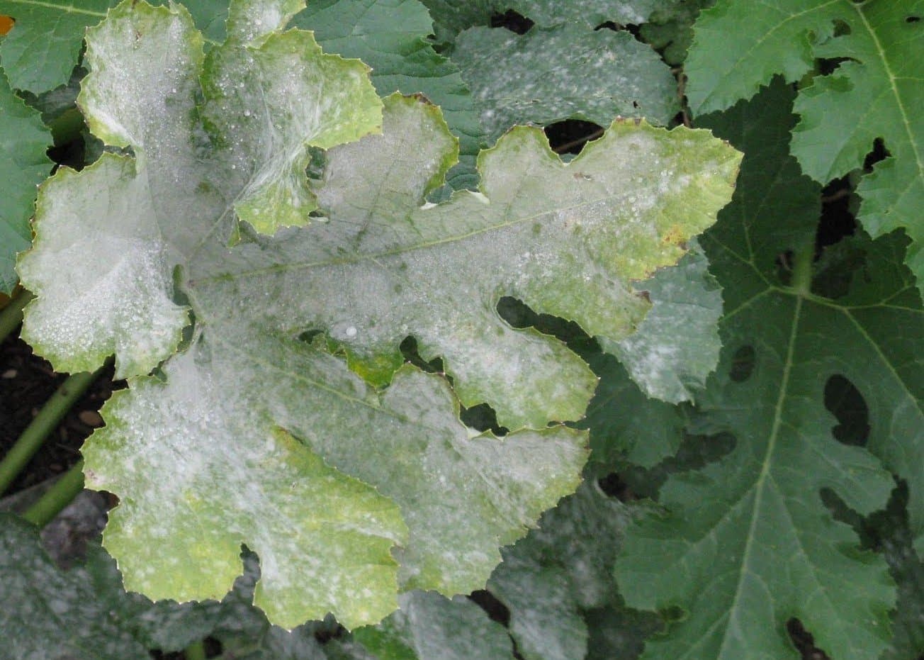 Preventing Powdery Mildew on Grapes with a Sustainable Tank Mix