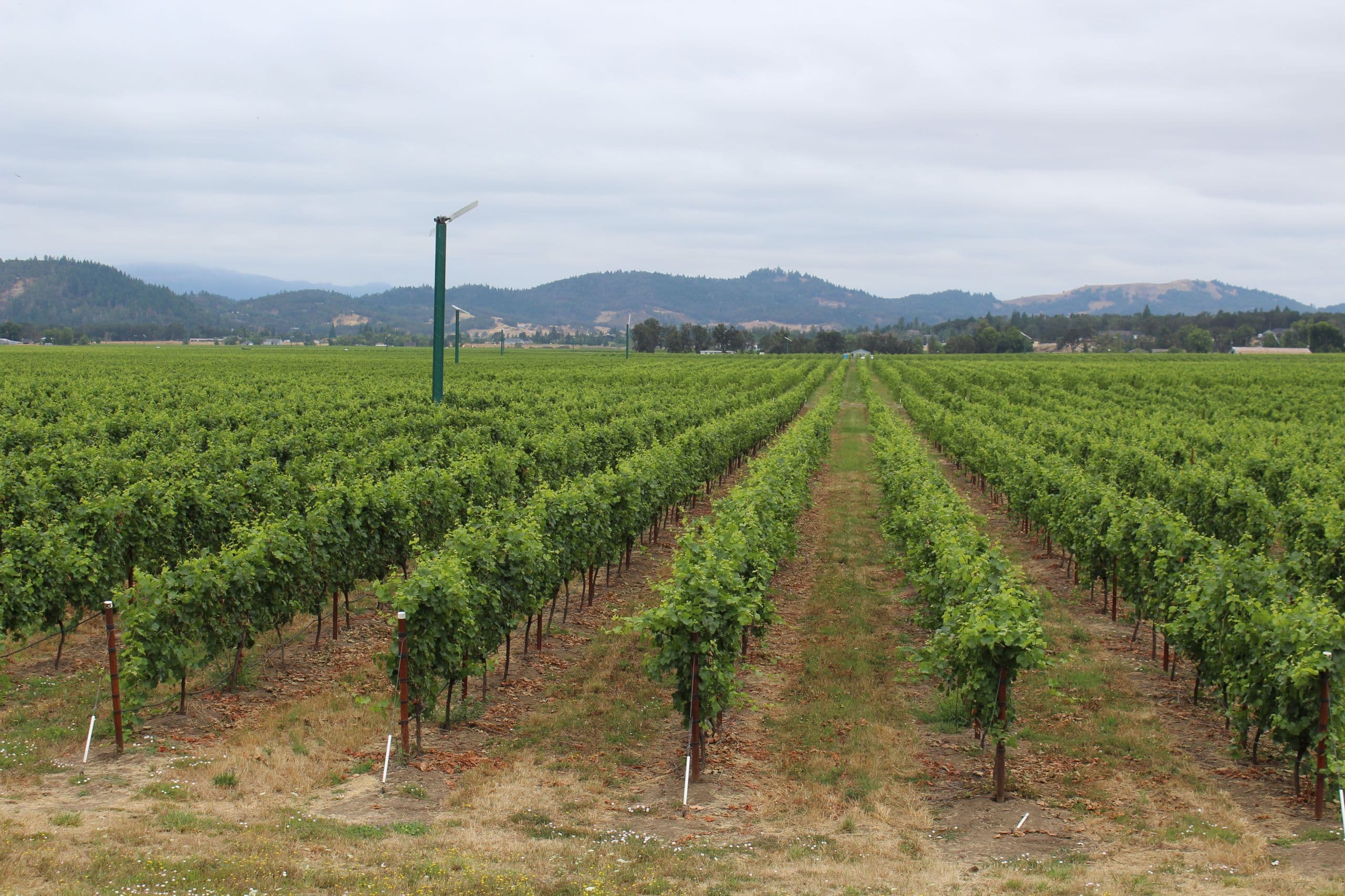 Survey for Washington Wine Industry’s Research Program
