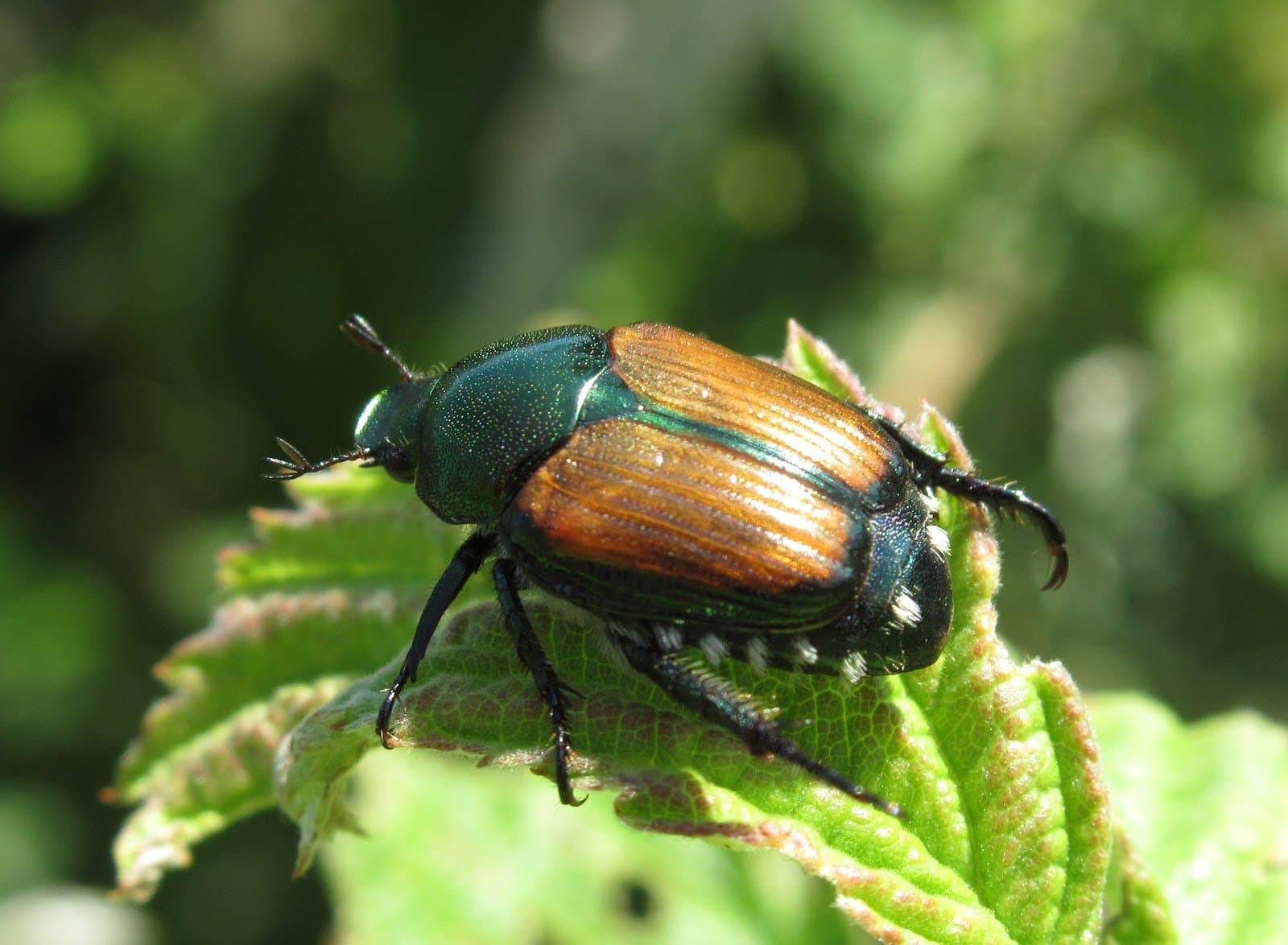 First Report of Japanese Beetles in Missouri This Season