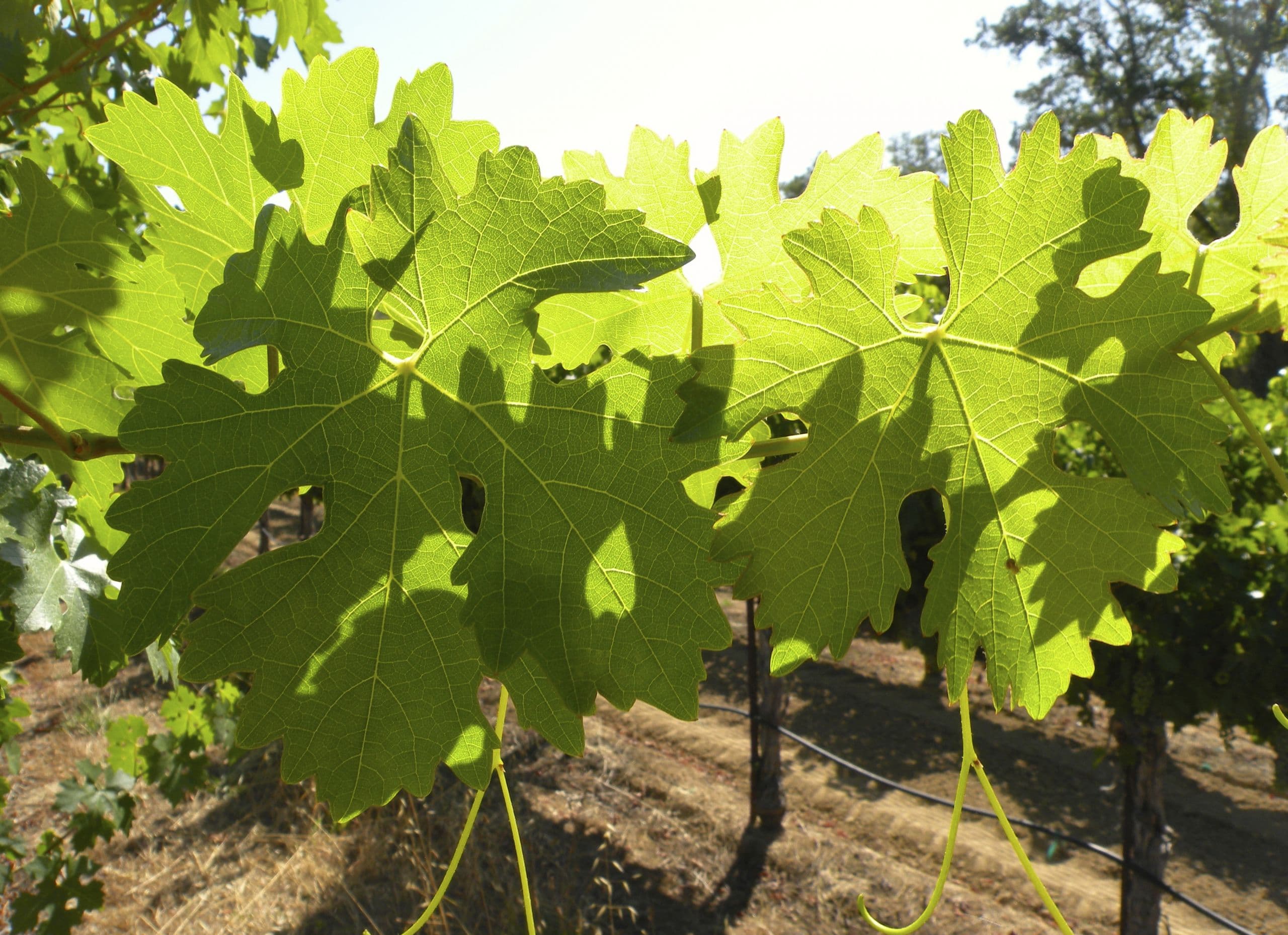 Potassium Nutrition in SJV Vineyards
