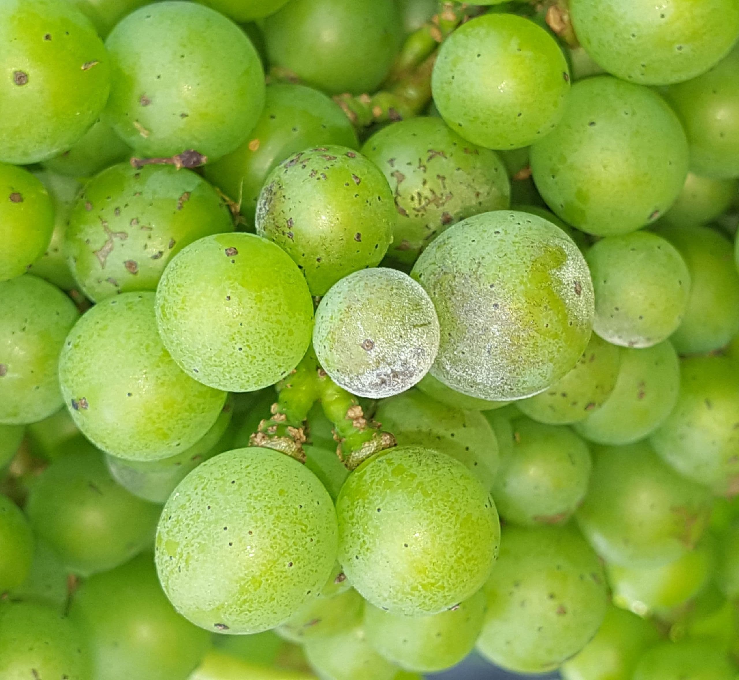 Detecting Emerging Pesticide Resistance in Grapes