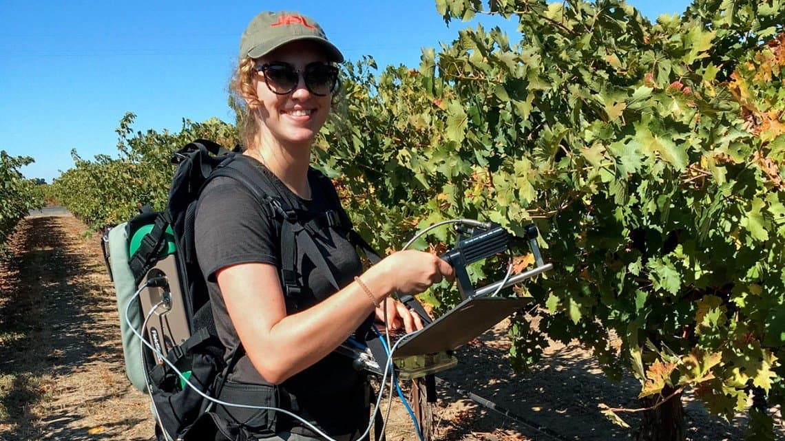 Cornell Receives Grant for Grape Downy Mildew Research