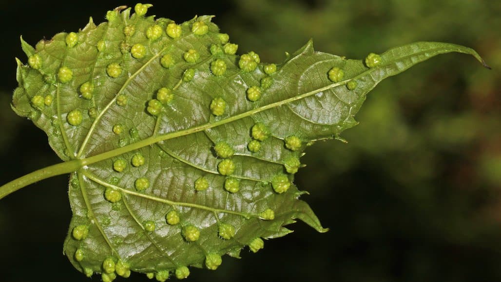 Pest Colonizes Grape Vines, Forms Tumors, Repels other Predators